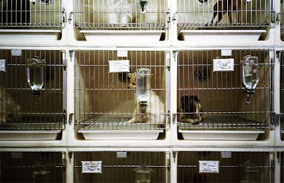 dogs in cages