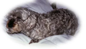 Megan's dog Finley wearing my glasses