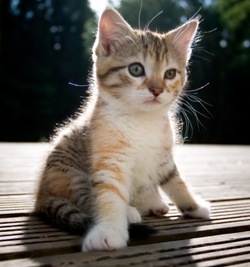 Lovely kitten