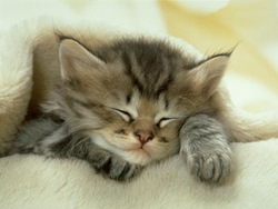 sleeping kitten