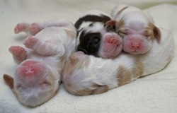 newborn puppies