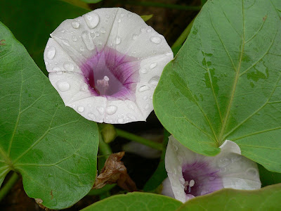 最高のコレクション 甘藷 花 131934-甘藷 花