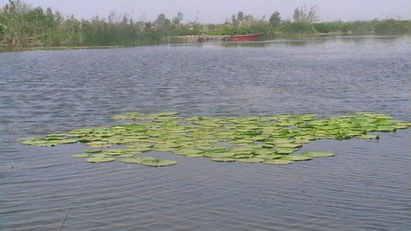 مرداب لنگور در 15کیلومتری بابل - ستوده 870111