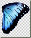 butterfly_tex