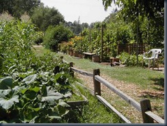 community gardens