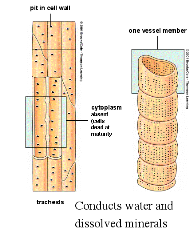 xylem