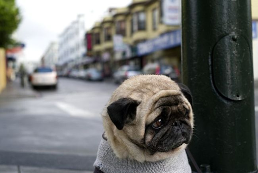 The saddest dog in the world